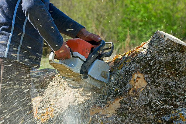 Reliable Redwood, OR Tree Services Solutions